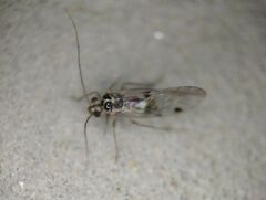 Teliapsocus