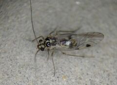 Teliapsocus