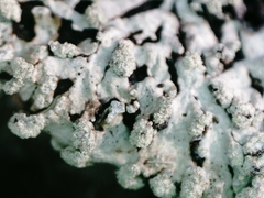 Parmeliopsis hyperopta