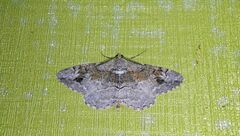 Alcis deversata