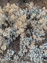 Odontarrhena obtusifolia