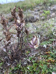 Castilleja arctica