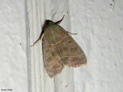 Ipimorpha pleonectusa