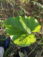 Arctium tomentosum