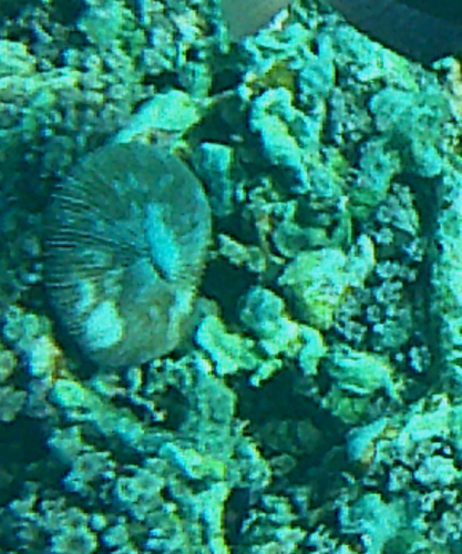 Common Mushroom Coral (Fungia fungites)