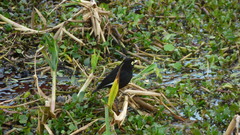 Hymenops perspicillatus