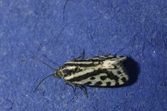 Acontia trabealis