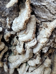 Coriolopsis gallica