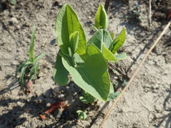 Aristolochia clematitis