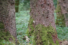 Certhia brachydactyla