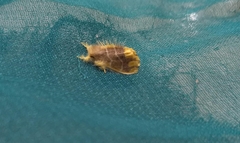 Orvasca subnotata