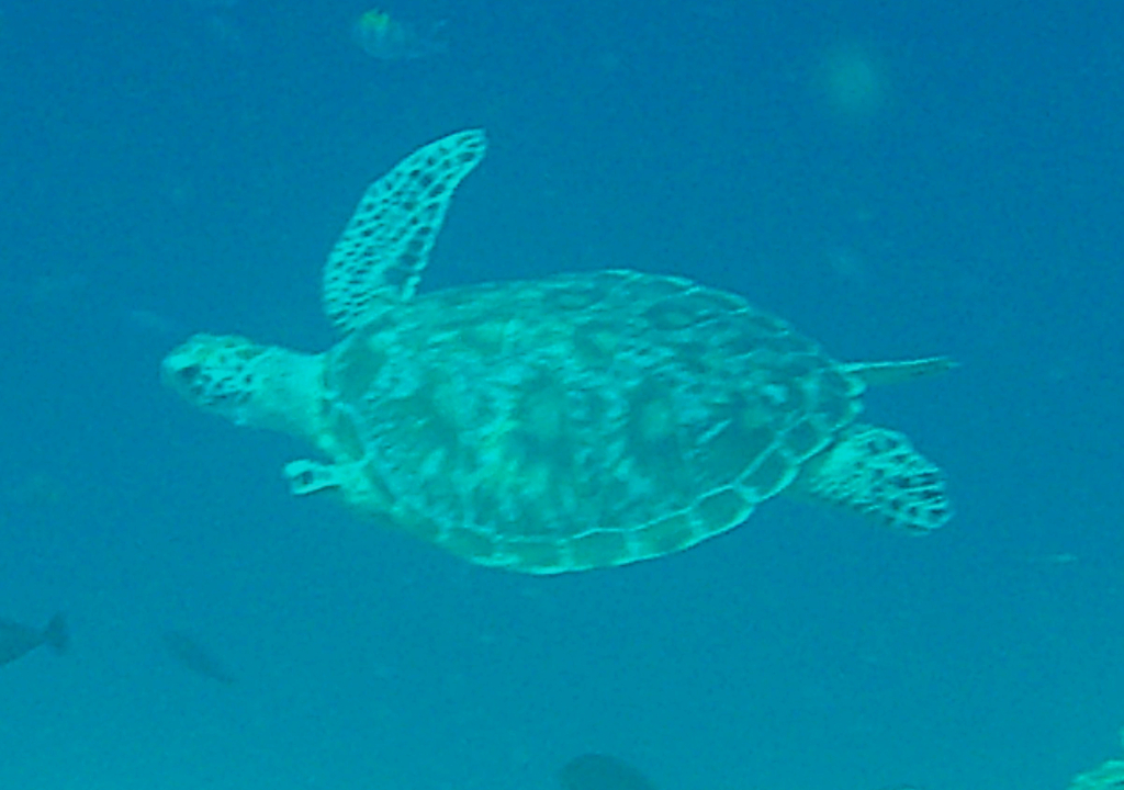 Green Sea Turtle (Chelonia mydas) — recorded at Taket Malang