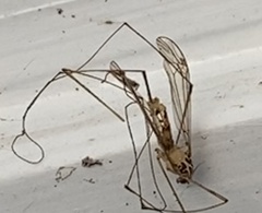 Nephrotoma ferruginea