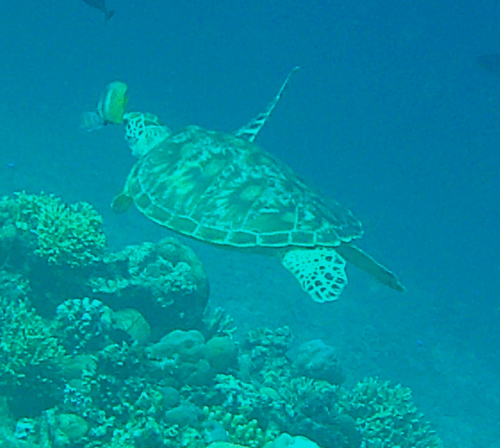 Green Sea Turtle (Chelonia mydas)