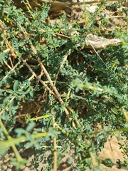 Adenocarpus complicatus