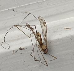 Nephrotoma ferruginea