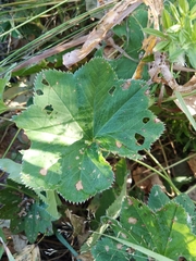Alchemilla vulgaris