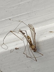 Nephrotoma ferruginea