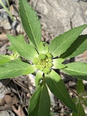 Euphorbia davidii