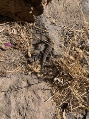 Gallotia galloti galloti