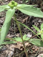 Euphorbia davidii