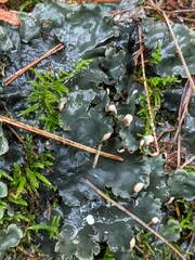 Peltigera neckeri