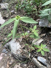 Euphorbia davidii