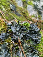 Peltigera neckeri