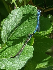 Enallagma annexum
