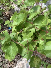 Vitis arizonica