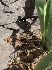 Gallotia galloti galloti