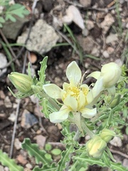Mentzelia multiflora