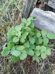 Chelidonium majus