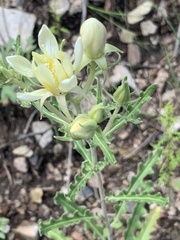 Mentzelia multiflora