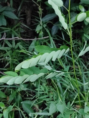 Phyllanthus urinaria