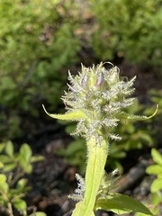 Penstemon whippleanus