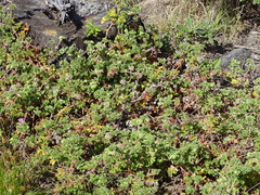 Pelargonium capitatum