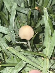 Conocybe apala