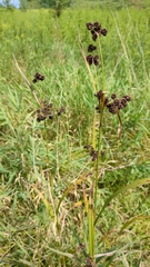 Scirpus atrovirens