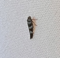 Aristotelia roseosuffusella