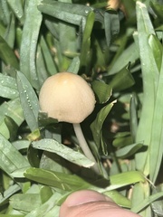 Conocybe apala