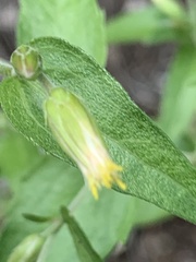 Brickellia grandiflora