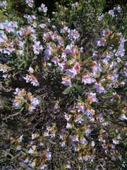 Lobostemon fruticosus