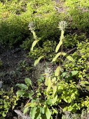 Penstemon whippleanus