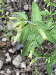 Brickellia grandiflora