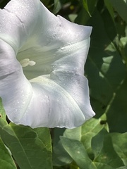 Calystegia sepium
