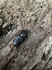 Odontotaenius disjunctus