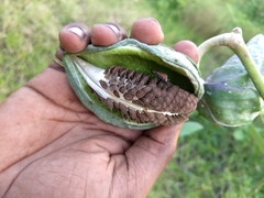 Calotropis gigantea