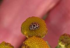 Tytthaspis sedecimpunctata