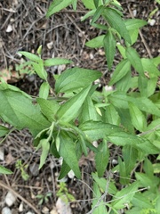 Brickellia grandiflora